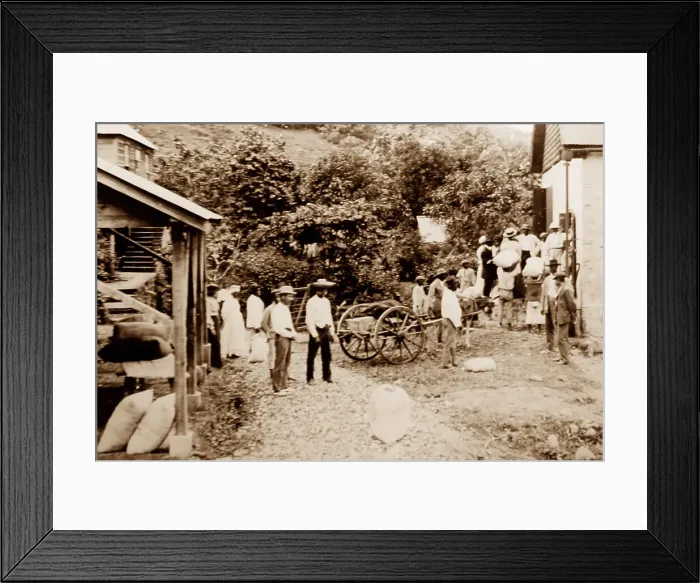 Framed Print : Small growers selling their cotton, St Vincent, Caribbean Framed Print : Small growers selling their cotton, St Vincent, Caribbean