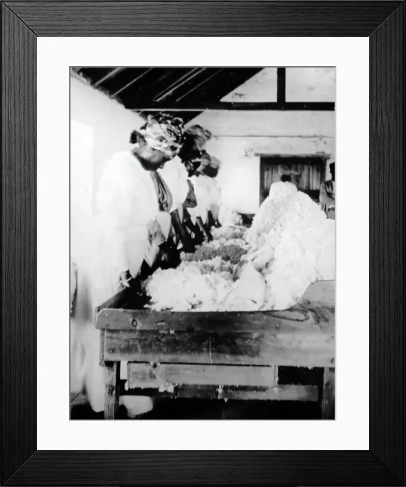 Framed Print : Sorting and cleaning cotton in St Vincent early 1900s Framed Print : Sorting and cleaning cotton in St Vincent early 1900s