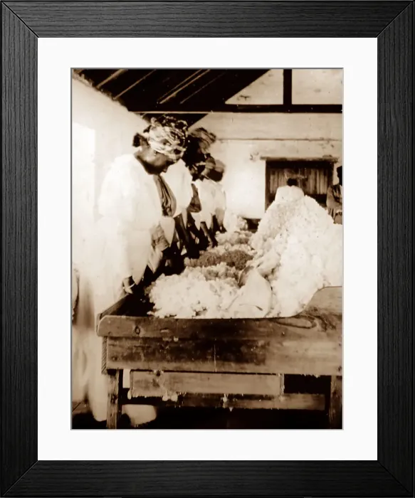 Framed Print : Sorting and cleaning cotton, St Vincent, Caribbean Framed Print : Sorting and cleaning cotton, St Vincent, Caribbean