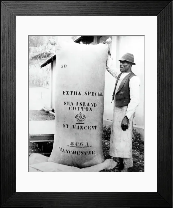 Framed Print : A 360 lb bale of cotton in St Vincent early 1900s Framed Print : A 360 lb bale of cotton in St Vincent early 1900s