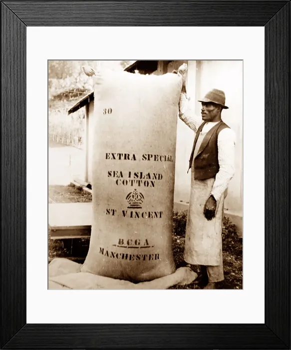 Framed Print : 360 lb bale of cotton, St Vincent, Caribbean Framed Print : 360 lb bale of cotton, St Vincent, Caribbean