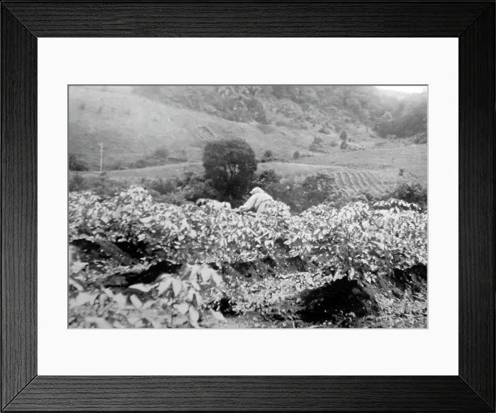 Framed Print : Weeding a cotton field in St Vincent early 1900s Framed Print : Weeding a cotton field in St Vincent early 1900s