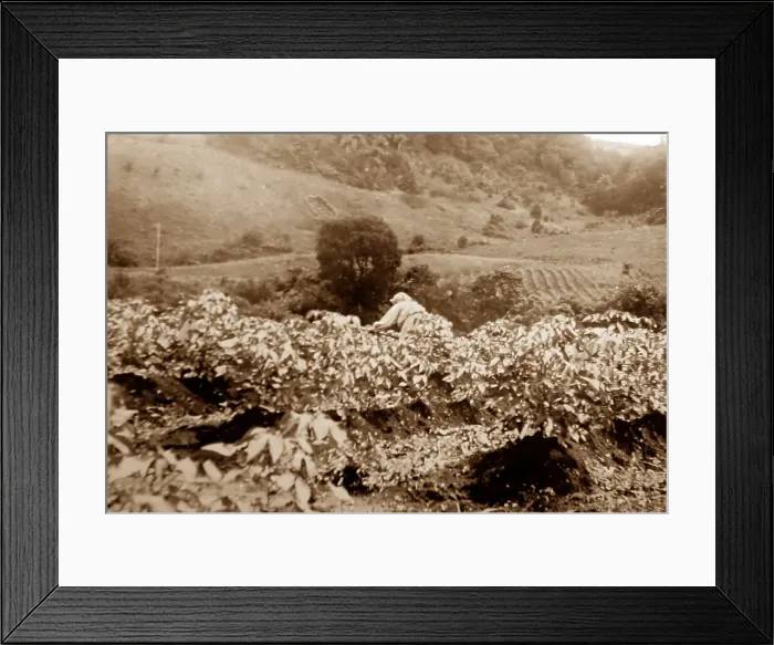 Framed Print : Weeding a cotton field, St Vincent, Caribbean Framed Print : Weeding a cotton field, St Vincent, Caribbean