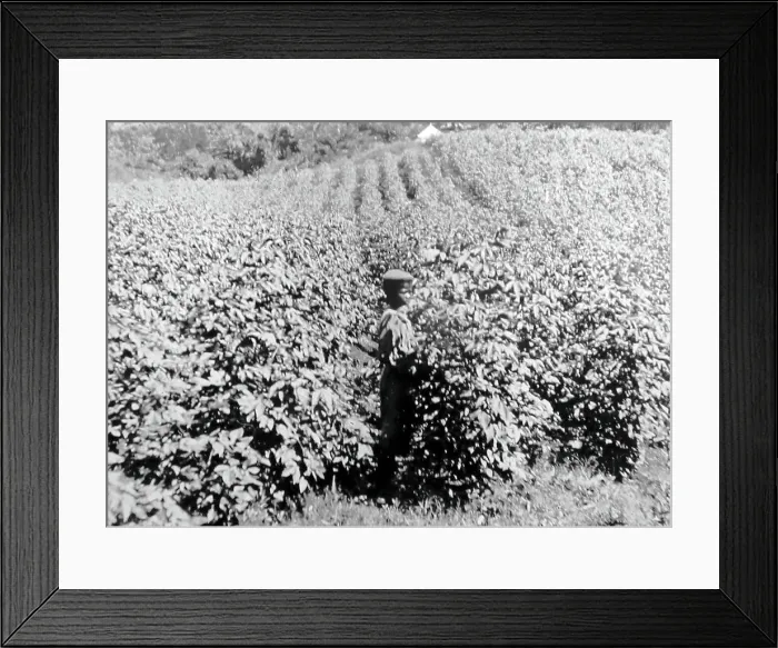 Framed Print : Superfine cotton Ottley Hall in St Vincent early 1900s Framed Print : Superfine cotton Ottley Hall in St Vincent early 1900s