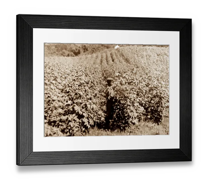 Framed Print : Superfine cotton, Oteley Hall, St Vincent, Caribbean Framed Print : Superfine cotton, Oteley Hall, St Vincent, Caribbean