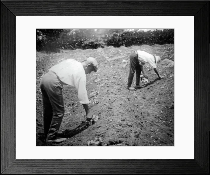 Framed Print : Thinning cotton seadlings in St Vincent early 1900s Framed Print : Thinning cotton seadlings in St Vincent early 1900s