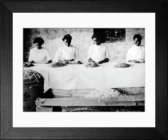 Framed Print : Picking cotton seeds in St Vincent early 1900s Framed Print : Picking cotton seeds in St Vincent early 1900s