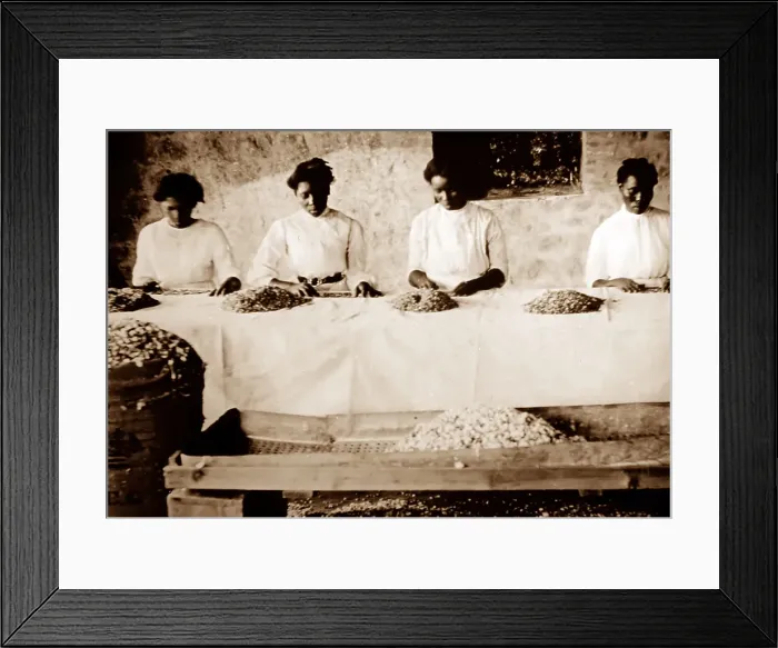 Framed Print : Picking cotton seeds, St Vincent, Caribbean Framed Print : Picking cotton seeds, St Vincent, Caribbean