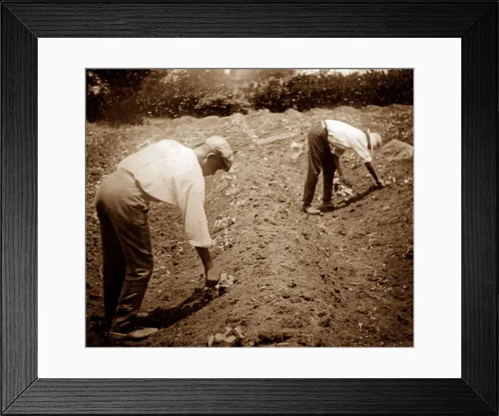 Framed Print : Thinning cotton seedlings, St Vincent, Caribbean Framed Print : Thinning cotton seedlings, St Vincent, Caribbean