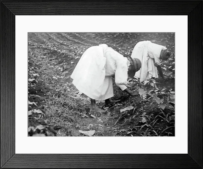 Framed Print : Thinning cotton seadlings in St Vincent early 1900s Framed Print : Thinning cotton seadlings in St Vincent early 1900s
