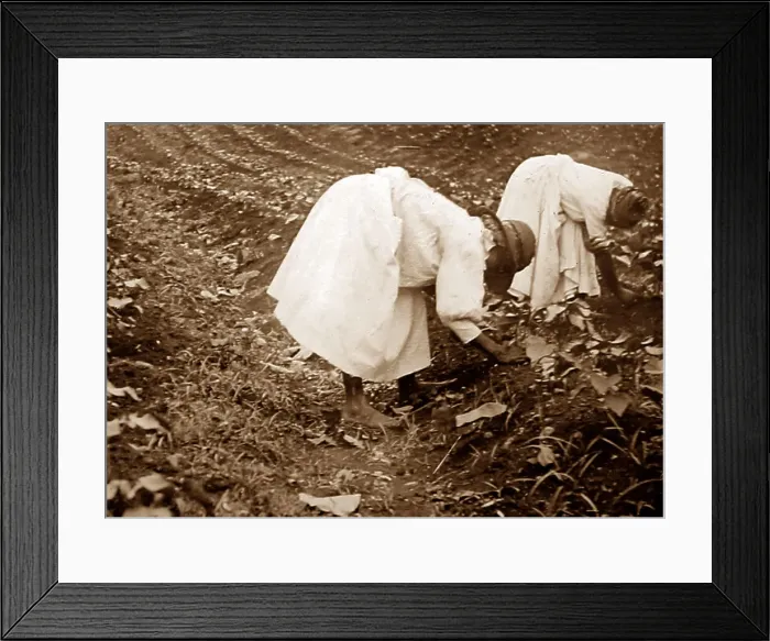 Framed Print : Thinning cotton seadlings, St Vincent, Caribbean Framed Print : Thinning cotton seadlings, St Vincent, Caribbean