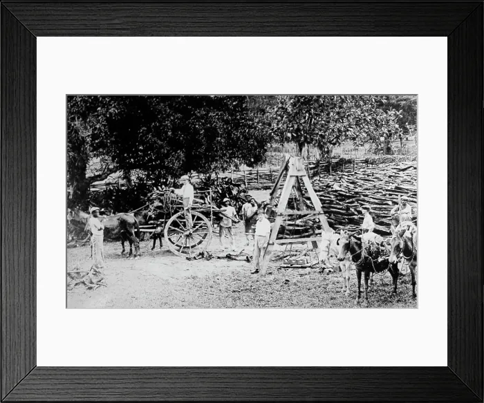 Framed Print : Cutting and weighing logs in St Elizabeth Jamaica Framed Print : Cutting and weighing logs in St Elizabeth Jamaica