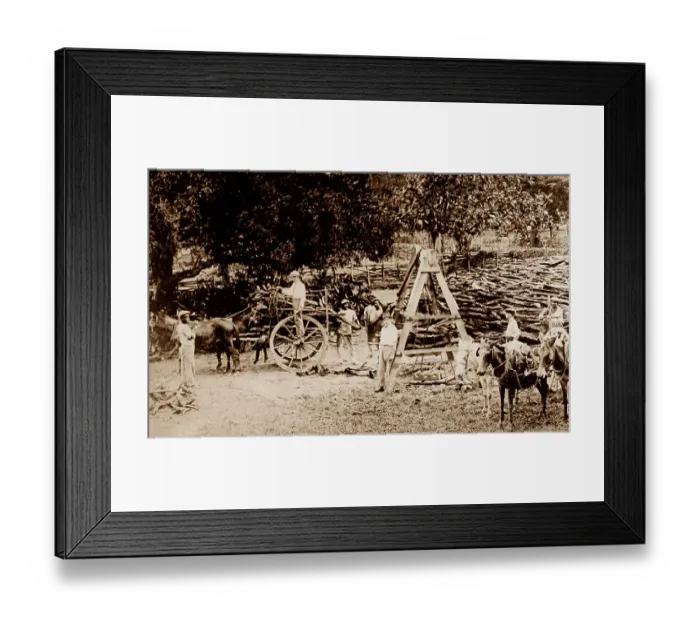 Framed Print : Weighing logs, St Elizabeth, Jamaica Framed Print : Weighing logs, St Elizabeth, Jamaica