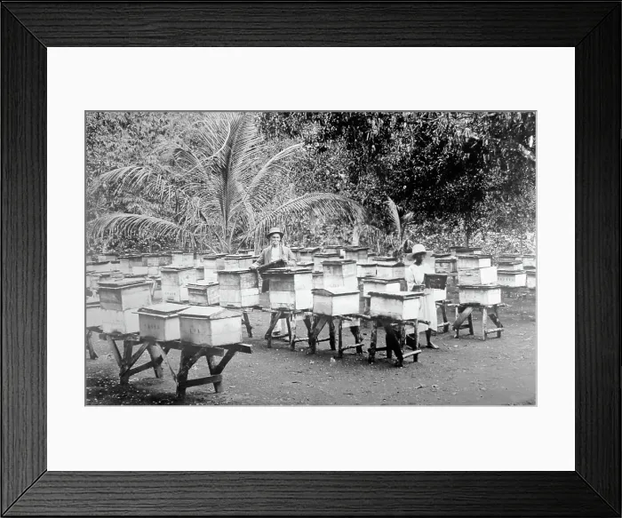 Framed Print : Bee hives, Mandeville, Jamaica Framed Print : Bee hives, Mandeville, Jamaica