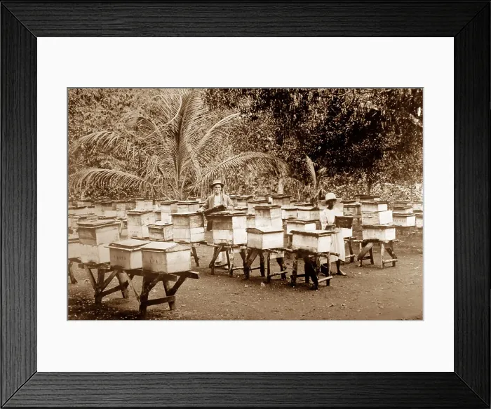 Framed Print : An apiary, Mandeville, Jamaica, apiary early 1900s Framed Print : An apiary, Mandeville, Jamaica, apiary early 1900s