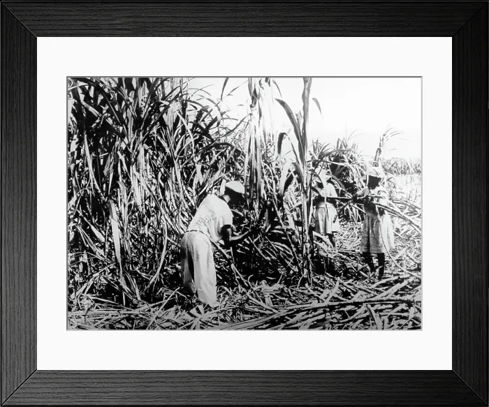 Framed Print : Cutting sugar cane, Jamaica, early 1900s Framed Print : Cutting sugar cane, Jamaica, early 1900s