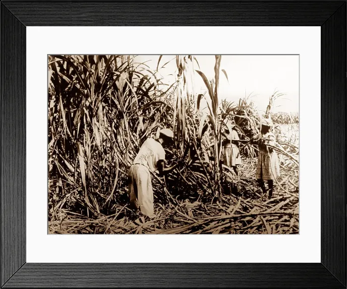 Framed Print : Cutting sugar cane, Jamaica Framed Print : Cutting sugar cane, Jamaica