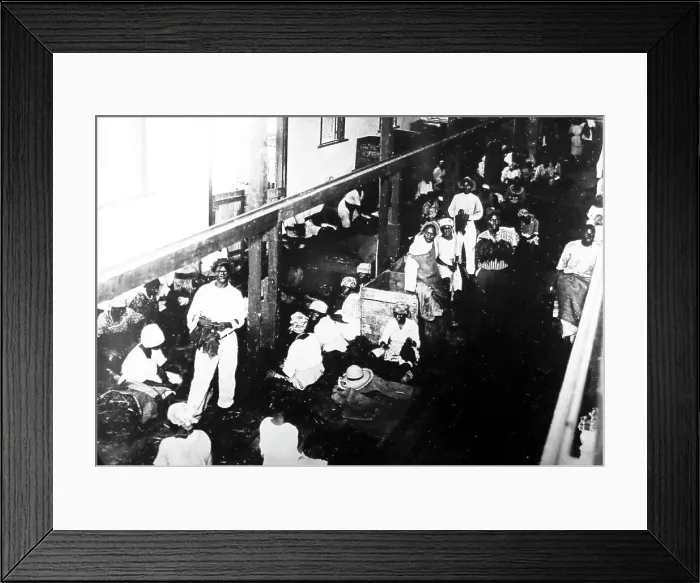 Framed Print : Sorting tobacco, St Catherine, Jamaica, early 1900s Framed Print : Sorting tobacco, St Catherine, Jamaica, early 1900s