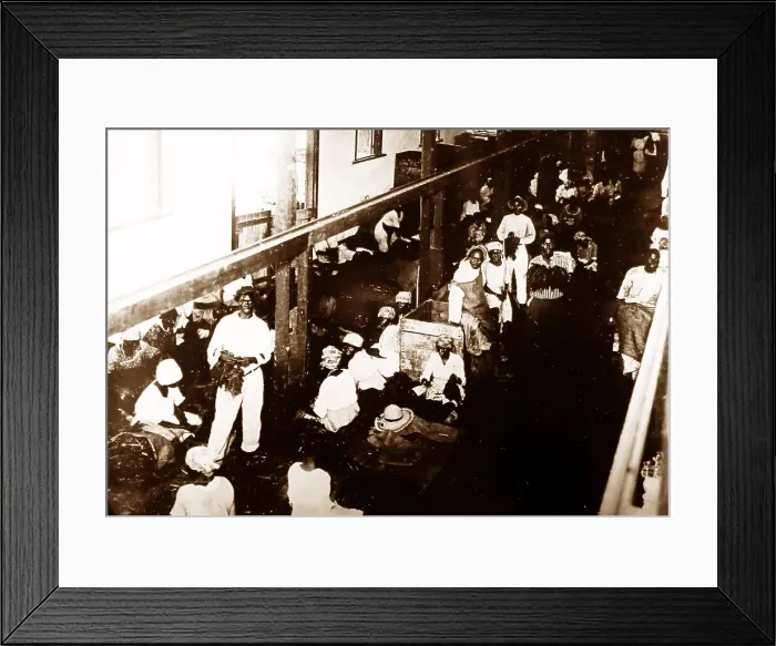 Framed Print : Sorting tobacco, St catherine, Jamaica Framed Print : Sorting tobacco, St catherine, Jamaica