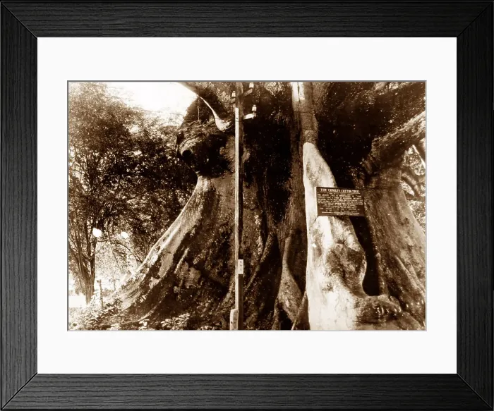 Framed Print : Tom Cringles cotton tree, St Catherine, Jamaica Framed Print : Tom Cringles cotton tree, St Catherine, Jamaica