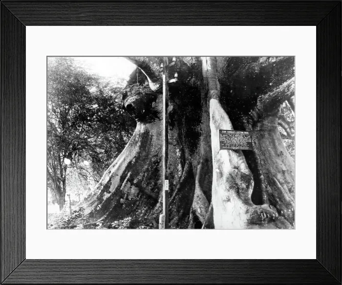 Framed Print : Tom Cringle's Cotton Tree, St Catherine, Jamaica Framed Print : Tom Cringle's Cotton Tree, St Catherine, Jamaica