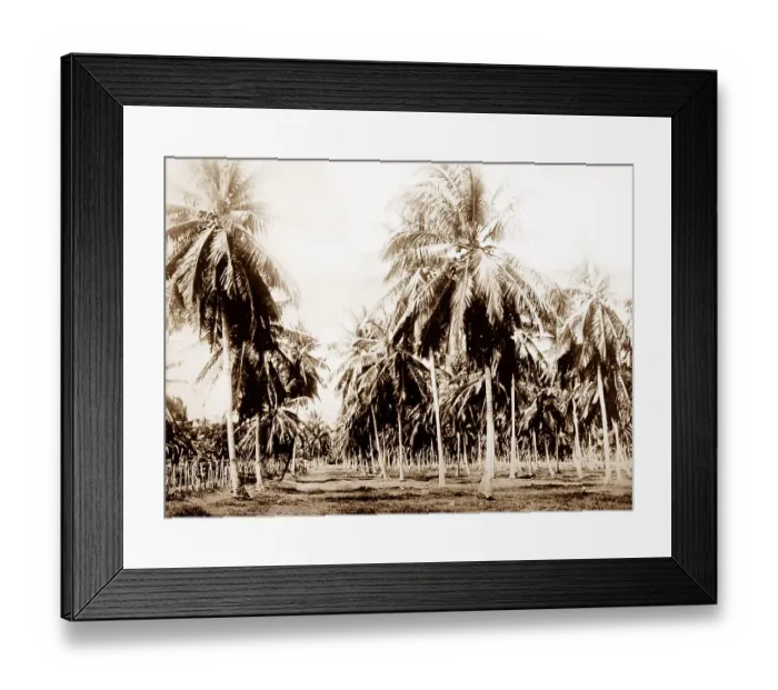 Framed Print : Coconut grove, Jamaica Framed Print : Coconut grove, Jamaica