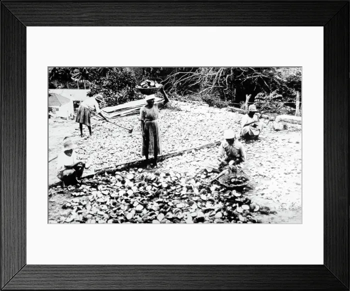 Framed Print : Drying coconuts Jamaica early 1900s Framed Print : Drying coconuts Jamaica early 1900s