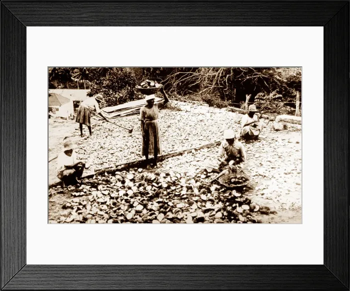 Framed Print : Drying coconuts, Jamaica Framed Print : Drying coconuts, Jamaica