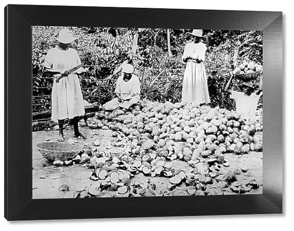 Splitting coconuts Jamaica early 1900s