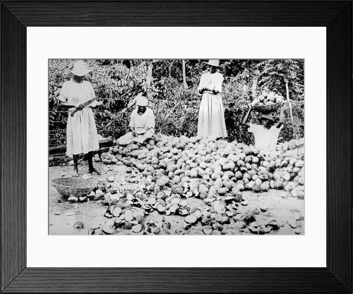Framed Print : Splitting coconuts Jamaica early 1900s Framed Print : Splitting coconuts Jamaica early 1900s