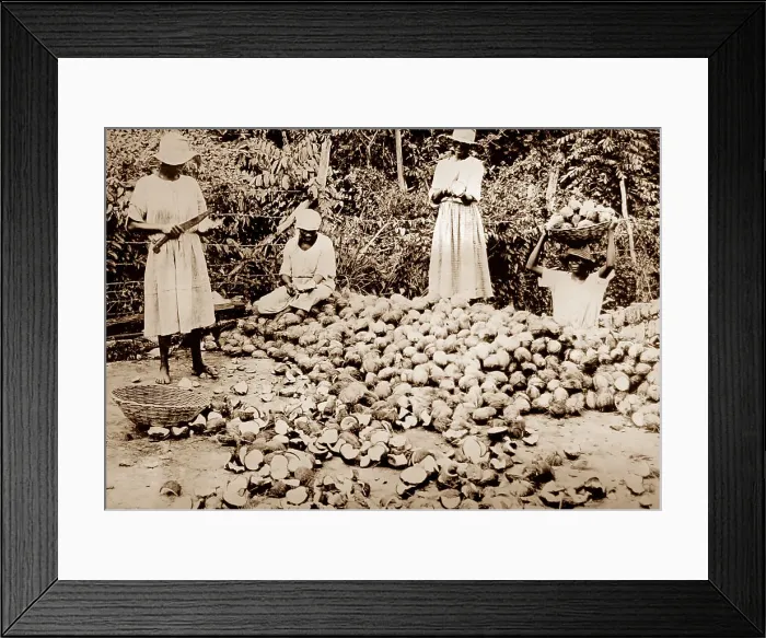 Framed Print : Splitting coconuts, Jamaica Framed Print : Splitting coconuts, Jamaica