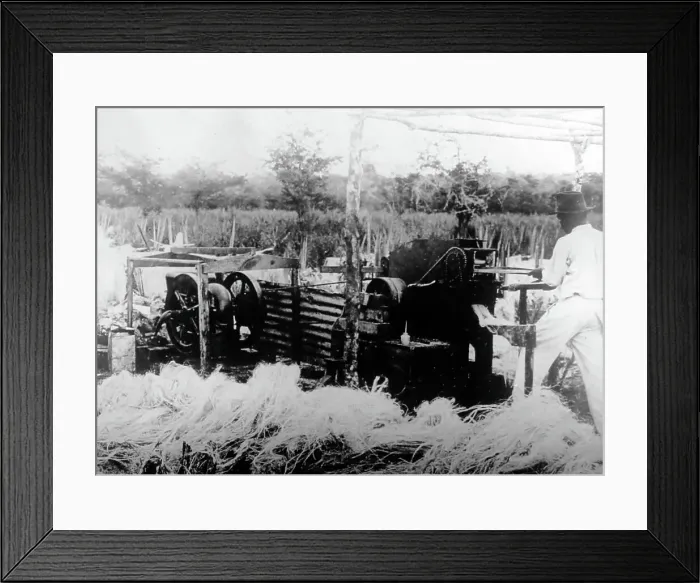 Framed Print : Sisal production Jamaica early 1900s Framed Print : Sisal production Jamaica early 1900s