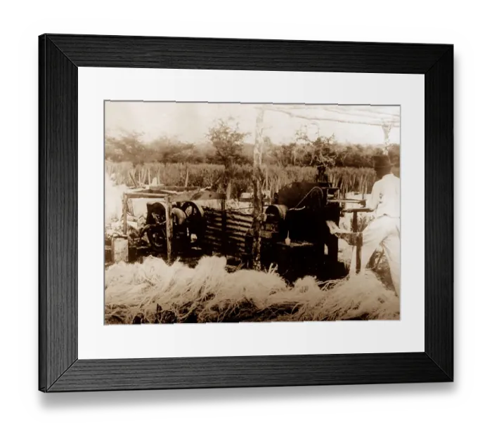 Framed Print : Sisal production, Jamaica Framed Print : Sisal production, Jamaica