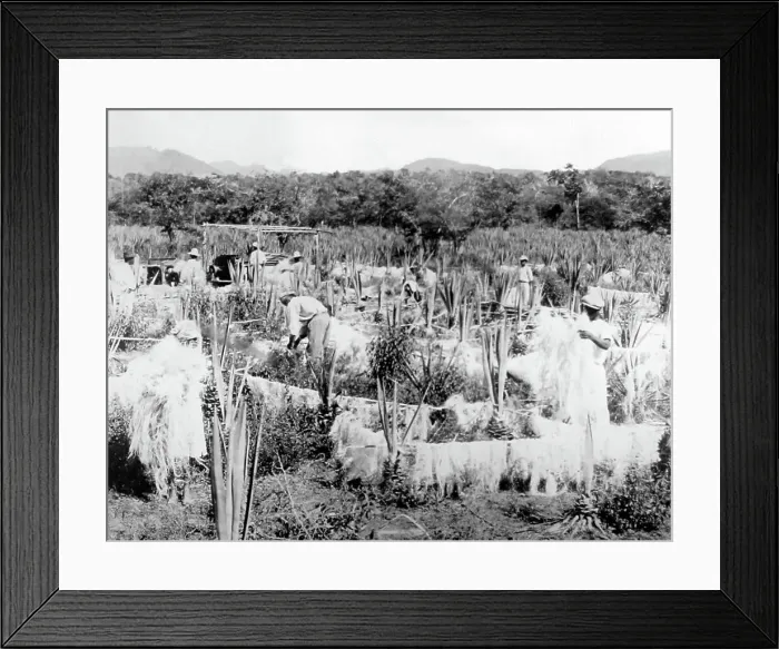 Framed Print : Drying sisal Jamaica early 1900s Framed Print : Drying sisal Jamaica early 1900s