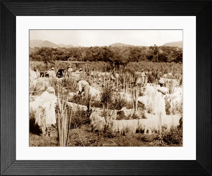 Framed Print : Drying sisal, Jamaica Framed Print : Drying sisal, Jamaica