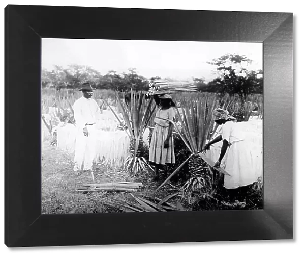 Cutting sisal Clarendon Jamaica early 1900s