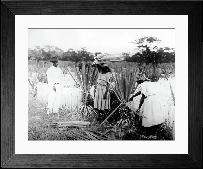 Framed Print : Cutting sisal Clarendon Jamaica early 1900s Framed Print : Cutting sisal Clarendon Jamaica early 1900s