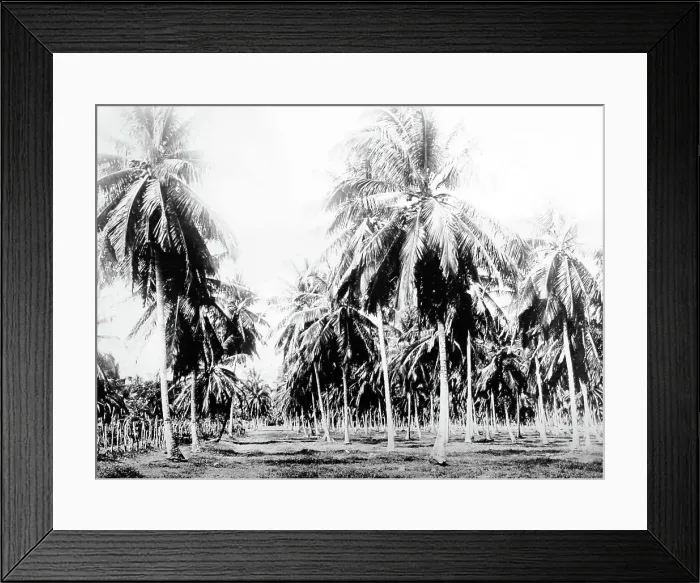 Framed Print : Coconut grove Jamaica early 1900s Framed Print : Coconut grove Jamaica early 1900s
