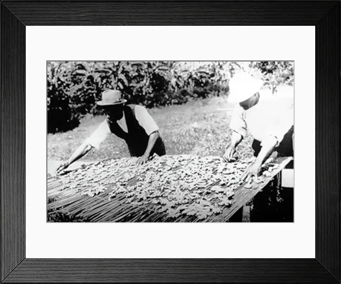Framed Print : Drying ginger in Manchester Jamaica early 1900s Framed Print : Drying ginger in Manchester Jamaica early 1900s