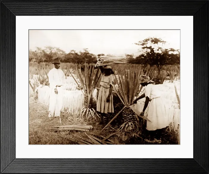 Framed Print : Cutting sisal, Clarendon, Jamaica Framed Print : Cutting sisal, Clarendon, Jamaica