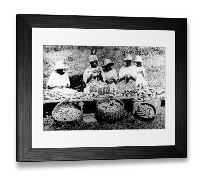 Framed Print : Peeling ginger Manchester Jamaica early 1900s Framed Print : Peeling ginger Manchester Jamaica early 1900s