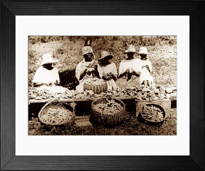Framed Print : Peeling ginger, Manchester, Jamaica Framed Print : Peeling ginger, Manchester, Jamaica