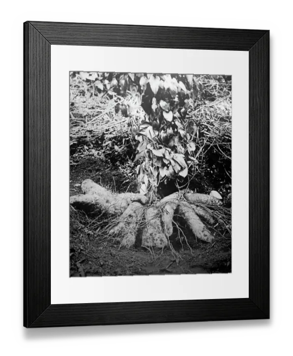 Framed Print : Ginger root, Jamaica, early 1900s