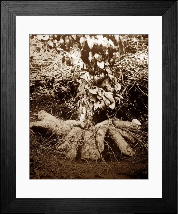Framed Print : Ginger root, Jamaica Framed Print : Ginger root, Jamaica