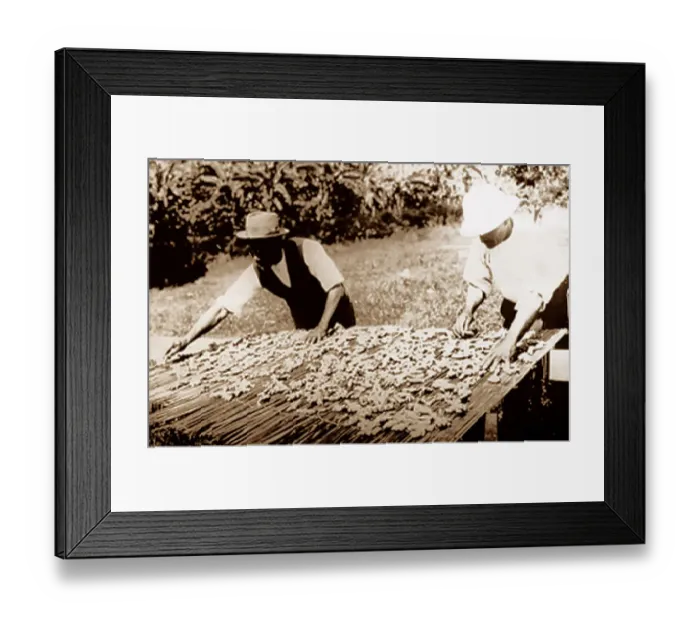 Framed Print : Drying ginger, Manchester, Jamaica Framed Print : Drying ginger, Manchester, Jamaica