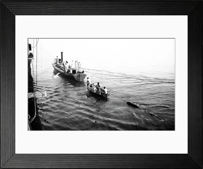 Framed Print : recovering a Whitehead torpedo Royal Navy Framed Print : recovering a Whitehead torpedo Royal Navy