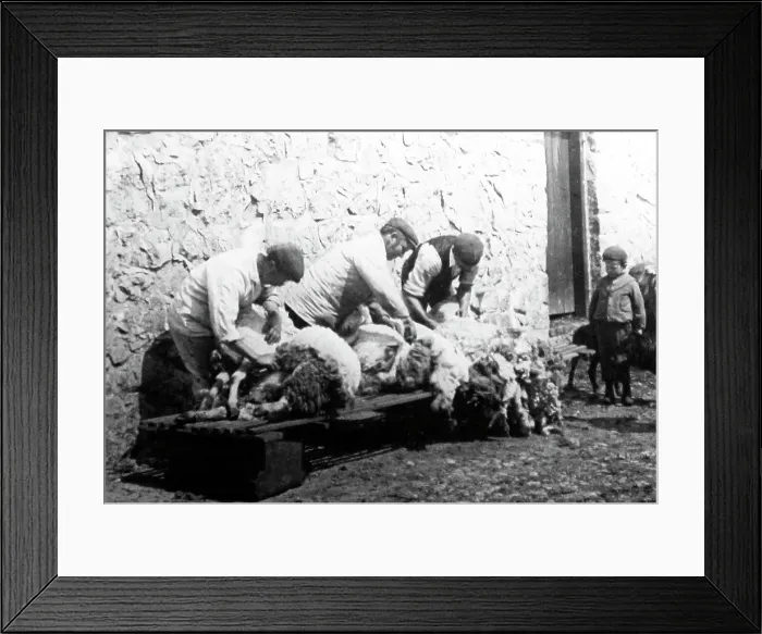 Framed Print : sheering sheep Framed Print : sheering sheep