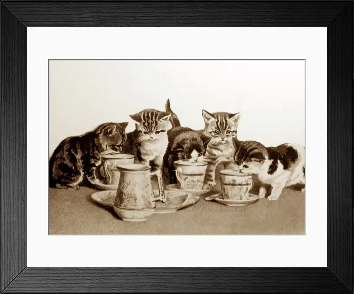 Framed Print : cats tea party Framed Print : cats tea party