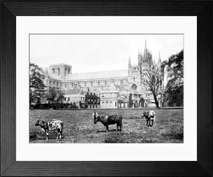 Framed Print : peterborough cathedral Framed Print : peterborough cathedral