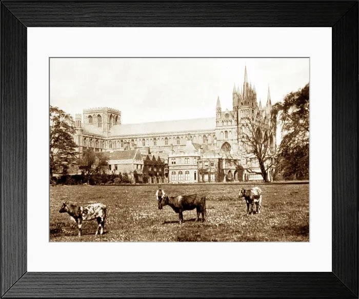 Framed Print : peterborough cathedral Framed Print : peterborough cathedral